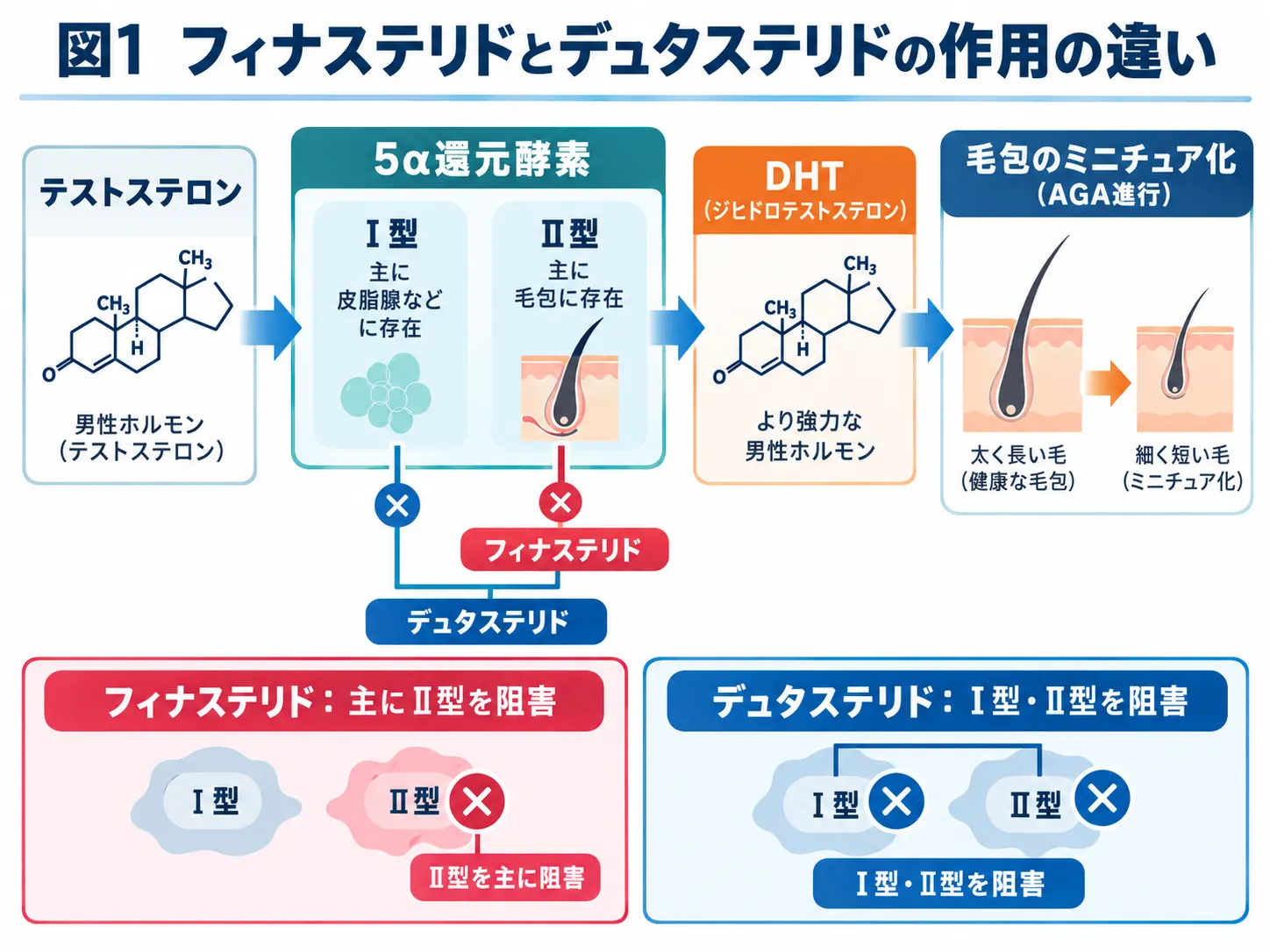 フィナステリドとデュタステリドの違いは?効果・副作用・選び方を医師が解説